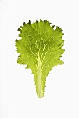 A Batavia lettuce leaf