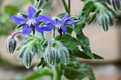 Borage with flowers (close-up)
