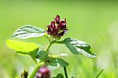 Self-heal (Prunella vulgaris)