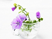 Mallow flowers in water in glass cup