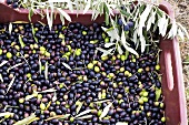 Frisch geerntete Oliven in einer Kiste