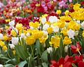 Viele verschiedene Tulpen, bildfüllend