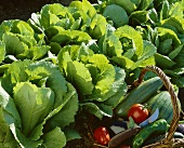 Bed of romaine lettuce and a basket of vegetables