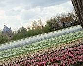 Field of hyacinths