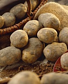 Kartoffeln der Sorte 'Doré' mit Erde