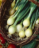 White onions, variety 'Jaune de Valence'