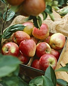 Apples, variety 'Katja'