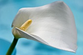 A white calla lily against a blue background