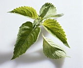 Mitsuba (also known as Japanese wild parsley)