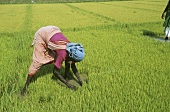 Frau bei der Reisernte auf dem Feld (Indien)