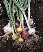 Various types of onions on soil