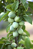 Green apricots on the branch