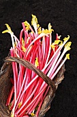 Sticks of fresh rhubarb in a basket
