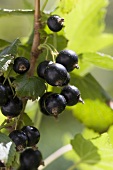 Schwarze Johannisbeeren am Zweig