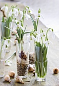 Snowdrops in glasses