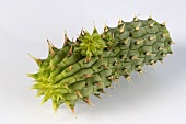 Hoodia (a cactiform succulent)