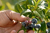 Hand picking blueberries