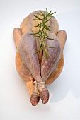 A Bresse chicken with rosemary
