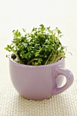 Cress in a cup