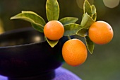 Drei Kumquats mit Blättern