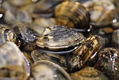 Clams in water (close-up)