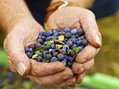 Hands holding fresh blueberries