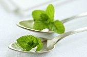 Silver spoons with peppermint leaves