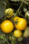 Gelbe Tomaten am Strauch