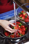 Frische Erdbeeren waschen