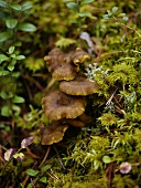 Chanterelles in a wood