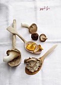 Various types of mushrooms with wooden spoons