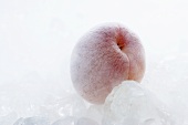 Frozen apricot with ice cubes