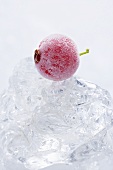 Frozen redcurrant on ice cubes