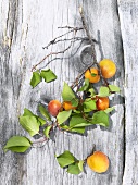 Apricot branch on wooden background