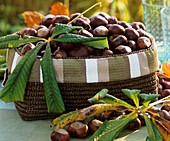 Basket of chestnuts and chestnut leaves