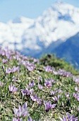 Flowering saffron near Mund (Valais, Switzerland)