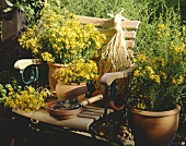 Blühendes Johanniskraut in Töpfen auf Gartenstuhl