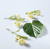 Lime flowers and lime leaf