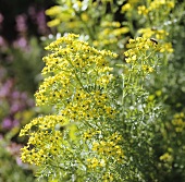 Flowering rue in the open air