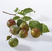 Greengages with small branch