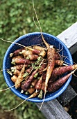 Freshly dug carrots