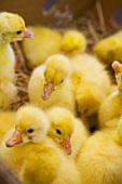 Ducklings at a market in Ukraine