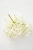 Elderflowers