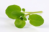 Watercress