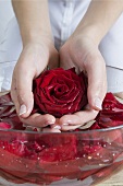 Someone bathing their hands in a bowl of water with red roses