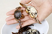 Freshwater crabs (Thailand)