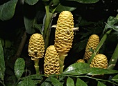 Ginger flowers