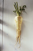 A Hamburg parsley root
