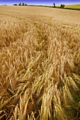 Field of barley in Wiltshire, England