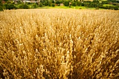 Field of oats in Wiltshire, England